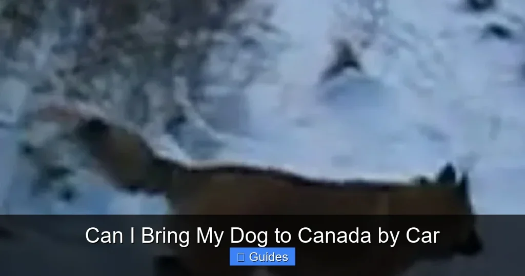 Can I Bring My Dog to Canada by Car