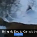 Can I Bring My Dog to Canada by Car