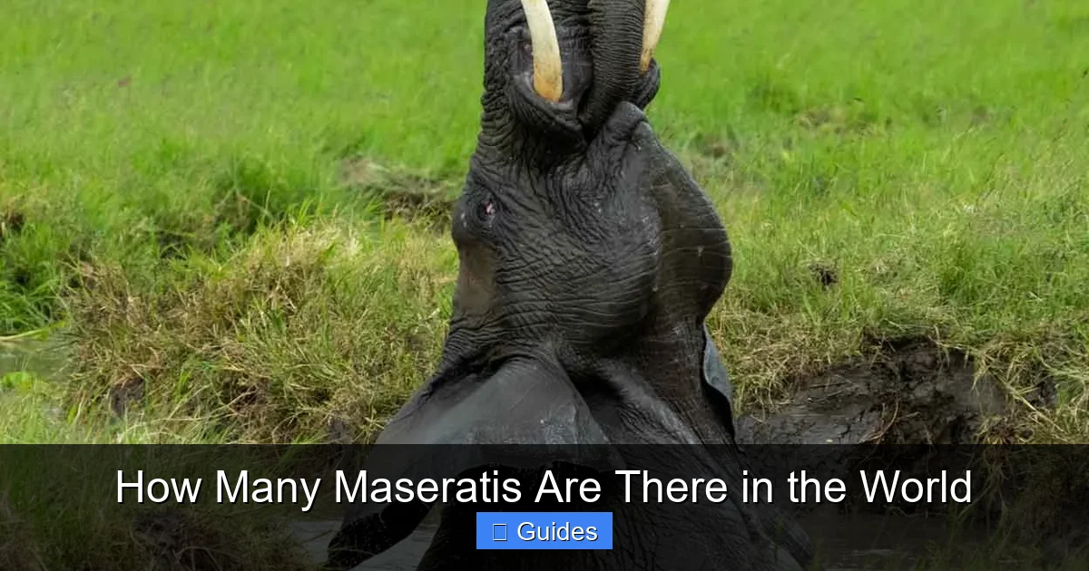 How Many Maseratis Are There in the World