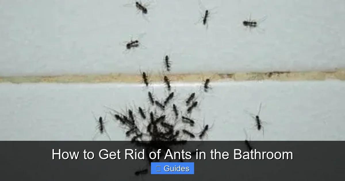 How to Get Rid of Ants in the Bathroom