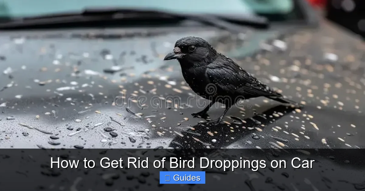 How to Get Rid of Bird Droppings on Car