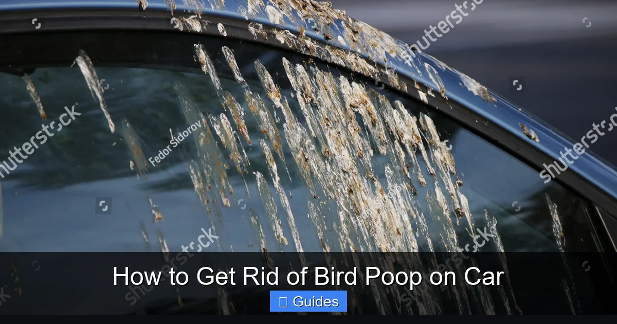 How to Get Rid of Bird Poop on Car