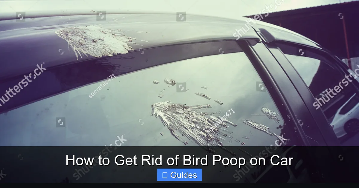 How to Get Rid of Bird Poop on Car