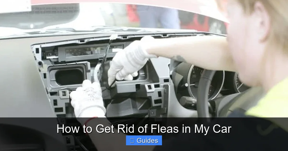 How to Get Rid of Fleas in My Car