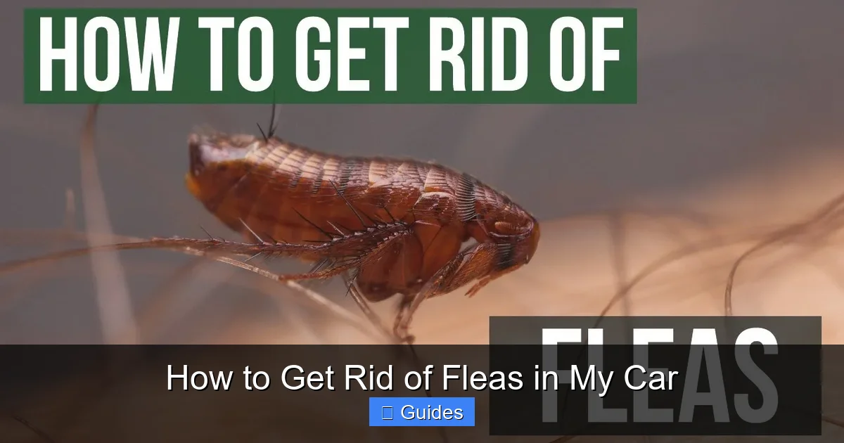 How to Get Rid of Fleas in My Car