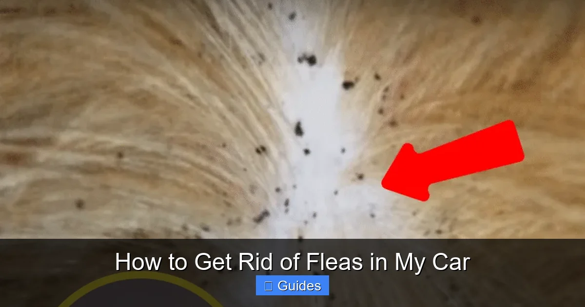 How to Get Rid of Fleas in My Car