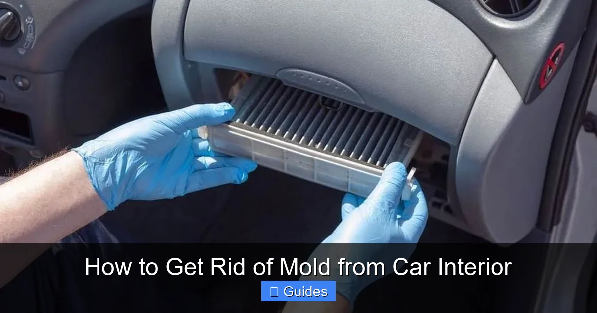How to Get Rid of Mold from Car Interior