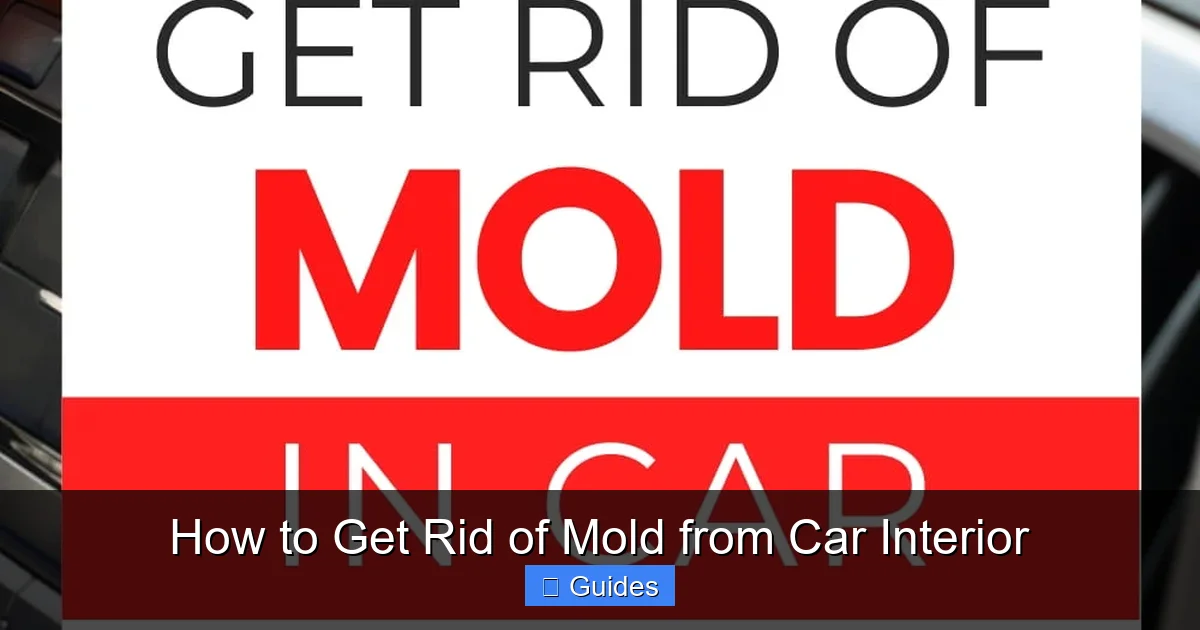 How to Get Rid of Mold from Car Interior