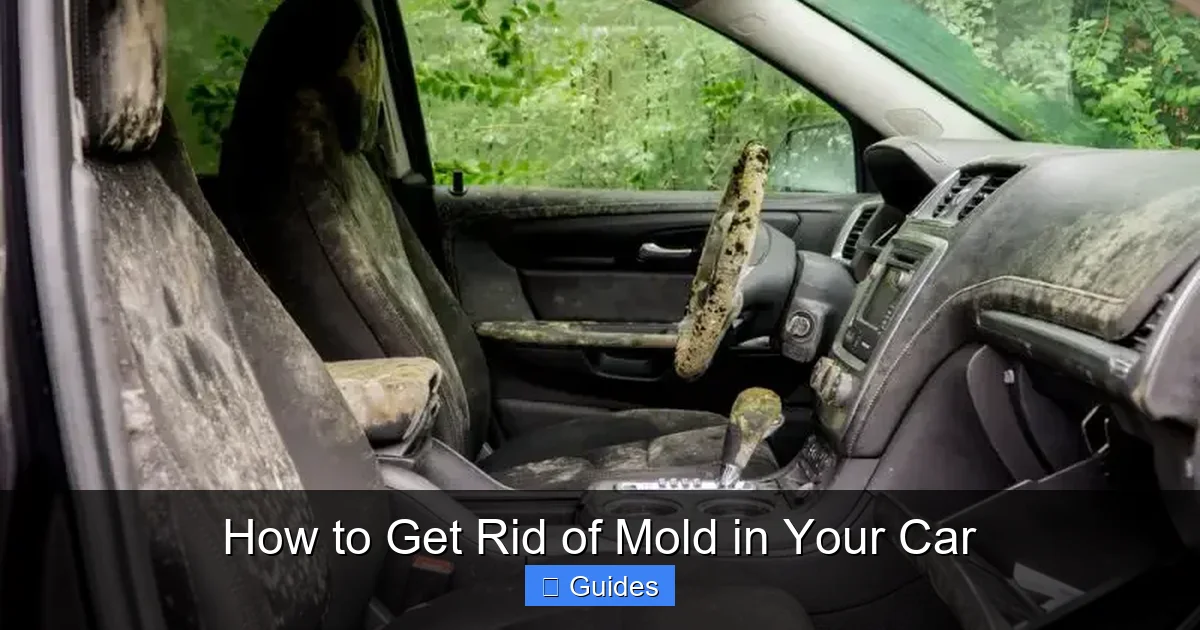 How to Get Rid of Mold in Your Car