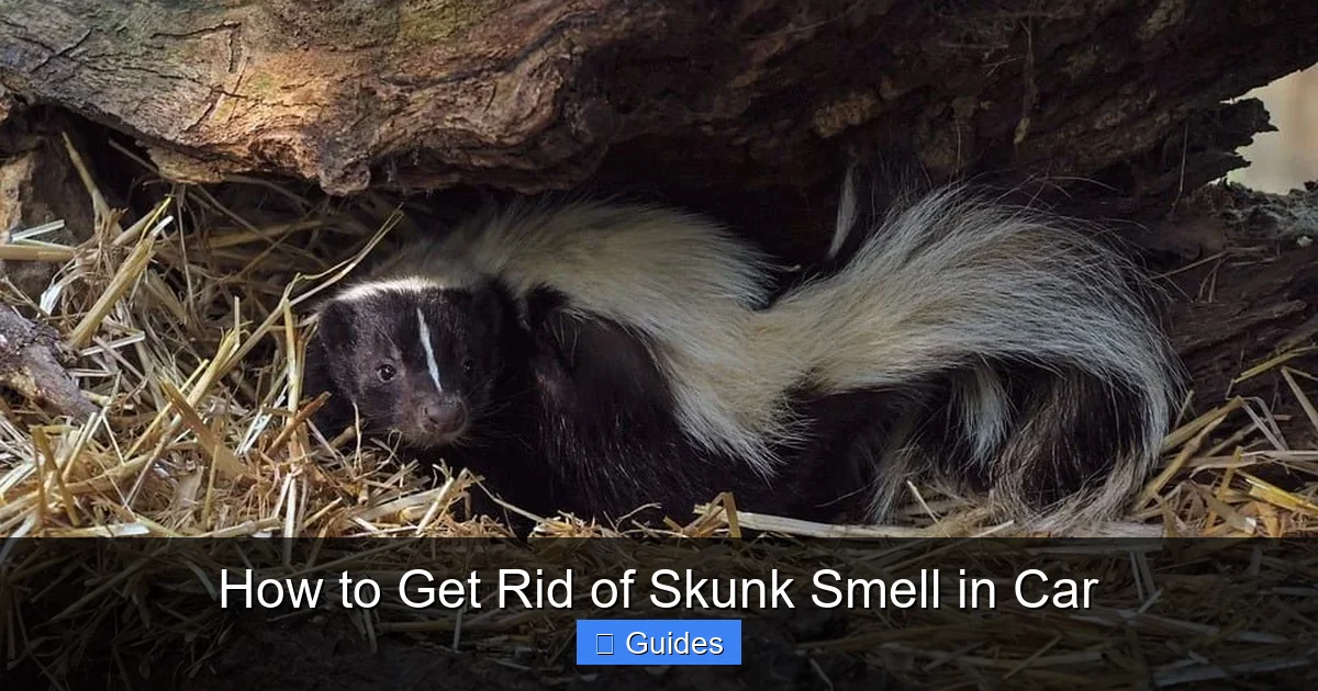 How to Get Rid of Skunk Smell in Car