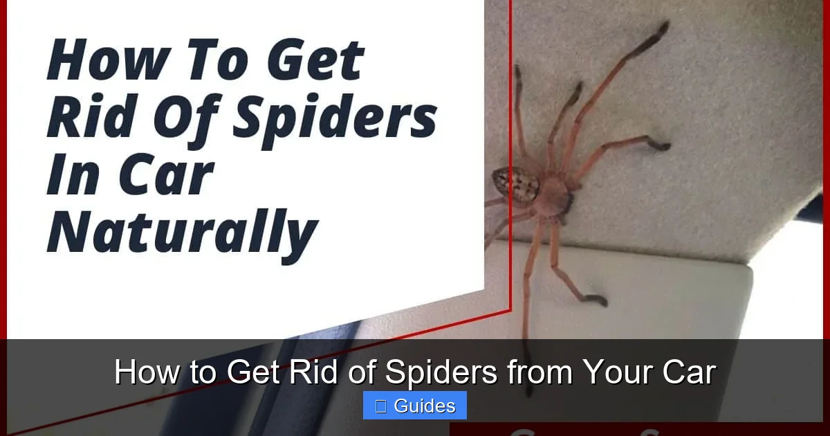 How to Get Rid of Spiders from Your Car