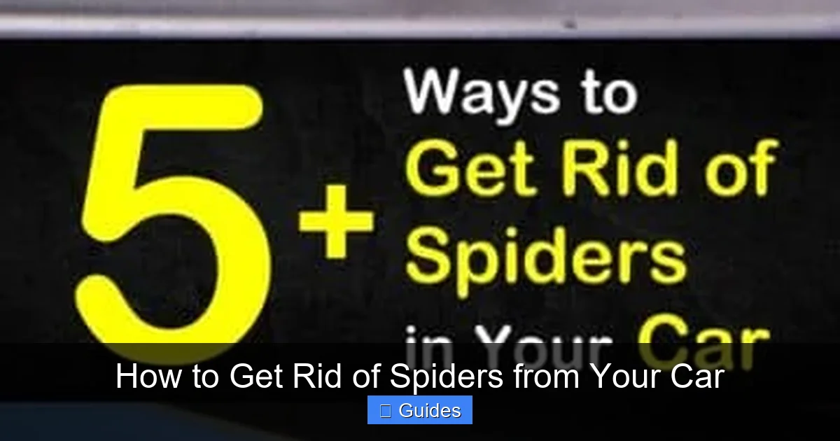 How to Get Rid of Spiders from Your Car
