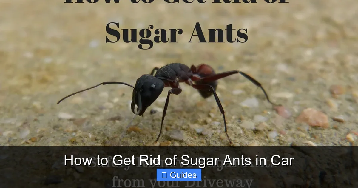 How to Get Rid of Sugar Ants in Car