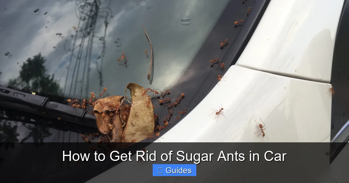 How to Get Rid of Sugar Ants in Car