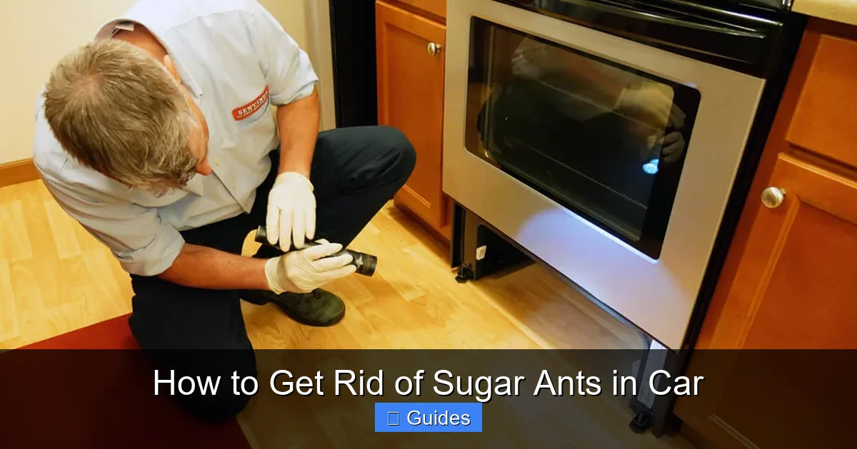 How to Get Rid of Sugar Ants in Car