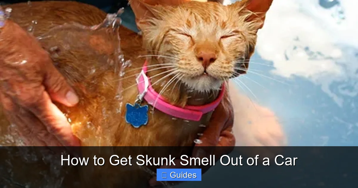 How to Get Skunk Smell Out of a Car