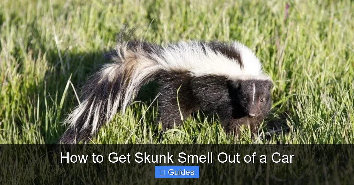 How to Get Skunk Smell Out of a Car