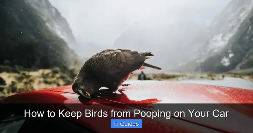 How to Keep Birds from Pooping on Your Car