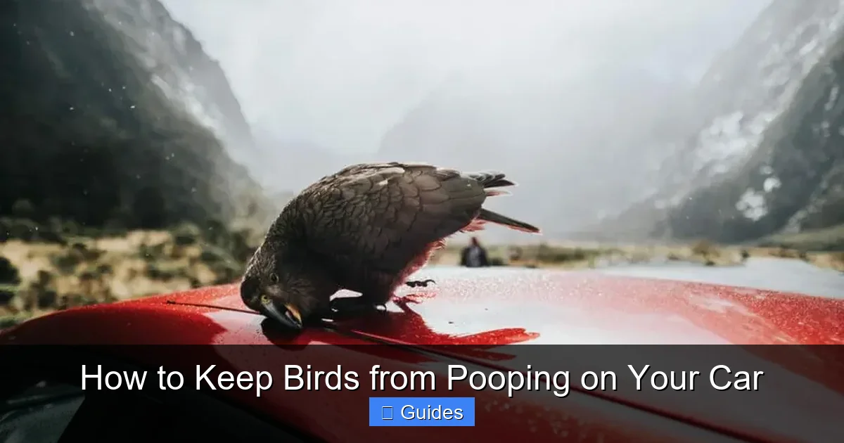 How to Keep Birds from Pooping on Your Car