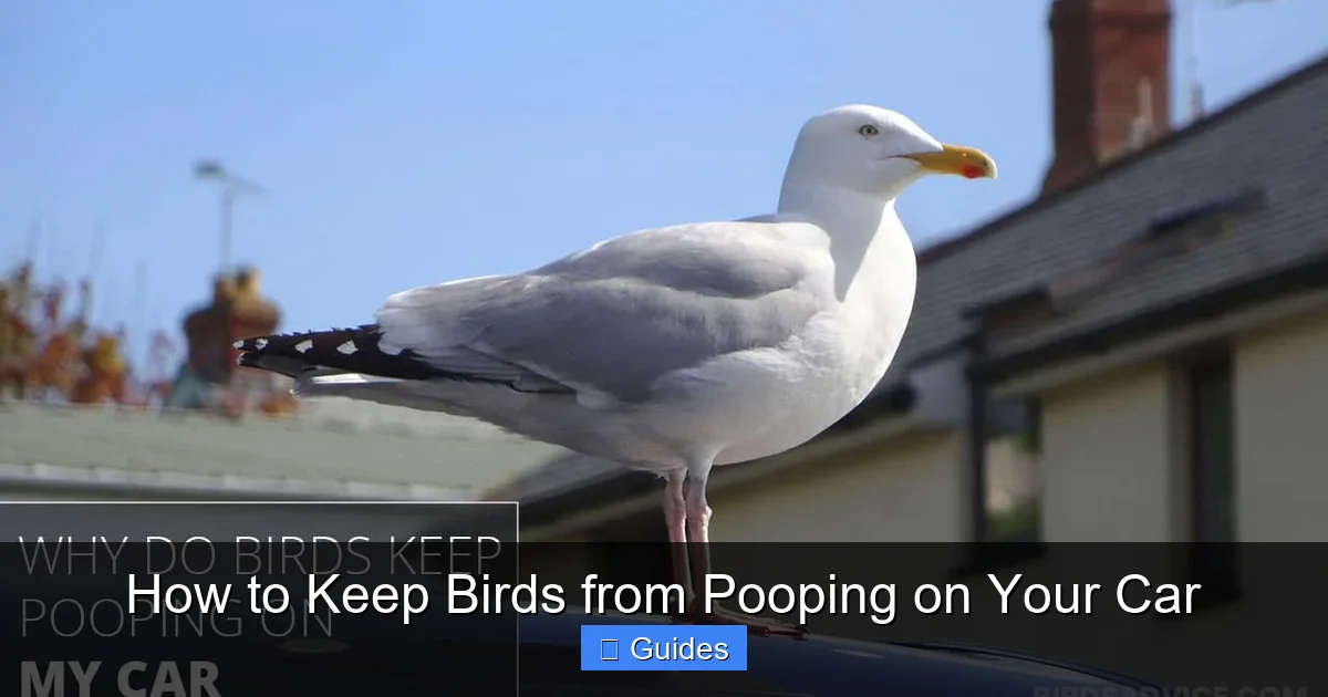 How to Keep Birds from Pooping on Your Car
