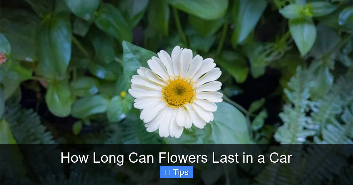 How Long Can Flowers Last in a Car
